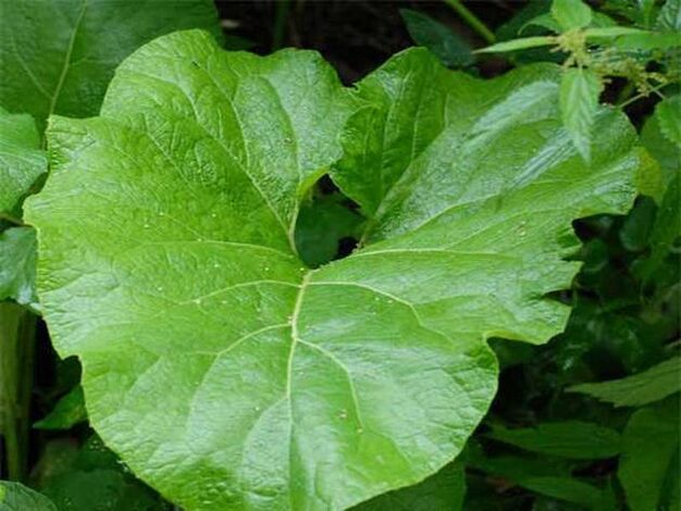 Burdock leaf for pain relieving pack for osteochondrosis of the back